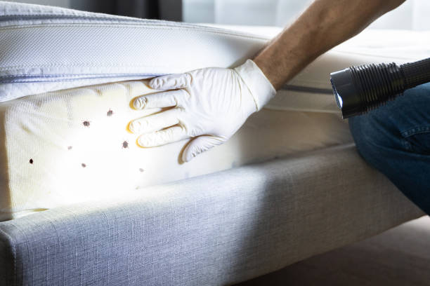 Trusted Pomeroy, OH Pest Control Experts