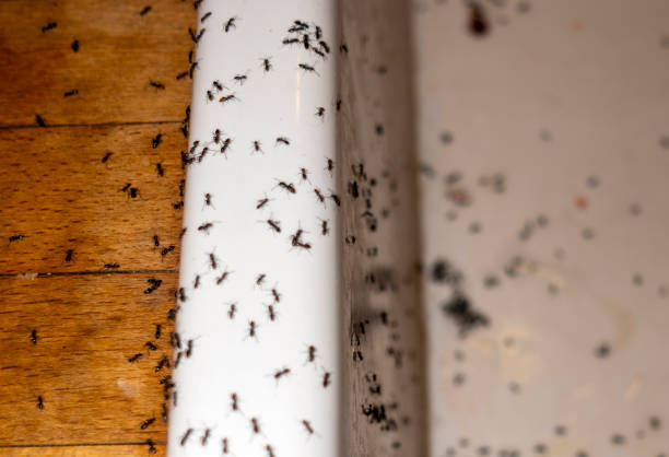 Best Local Pest Control Services  in Pomeroy, OH