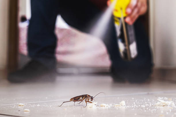 Best Flea Control Services  in Pomeroy, OH